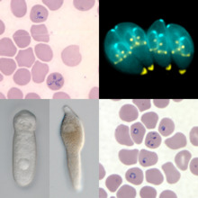 Apicomplexa Composite Image.png