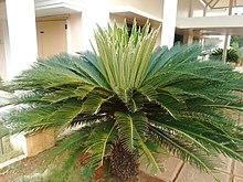 Big Cycas.jpg