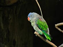 Blue-rumped Parrot Psittinus cyanurus (6970039210).jpg