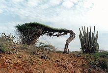 Dividivi on aruba.jpg