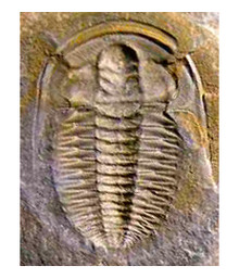 EstaingiaBilobata.png