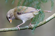Female-yellow-faced-grassquit-in-tree.jpg