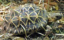 Indian star tortoise - Houston Zoo - cropped.jpg