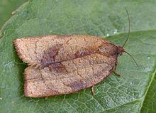 Lozotaenia forsterana.jpg