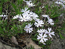 Phlox bifida.jpg