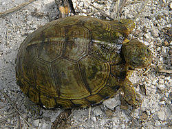 Terrapene carolina yucatana.jpg