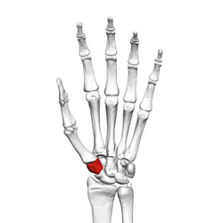 Trapezium bone (left)01 palmar view.png