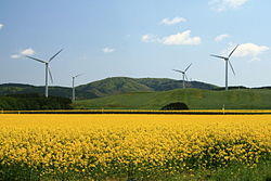 Windpower farm in Yokohama