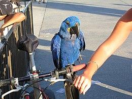 Anodorhynchus hyacinthinus -pet on bike handlebars-8.jpg