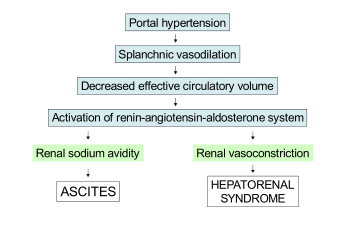 Diagram: portal hypertension leads to splanchnic vasoconstriction, which decreases effective cirulatory volume. This activates the renin–angiotensin–aldosterone system, which leads to ascites due to kidney sodium avidity and hepatorenal syndrome due to kidney vasoconstriction.