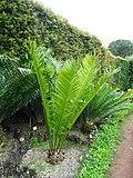 Encephalartos ituriensis furnas 2015.jpg