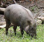 2010 07 19400 7206 Wenshan District, Taipei, Zoo, Sus scrofa taivanus, Formosan wild boar, Taiwan (cropped).JPG