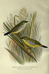 Stictospiza formosa.jpeg