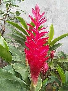 Alpinia purpurata (red ginger).jpg