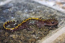 Ambystoma macrodactylum sigillatum, Plumas County, CA.jpg