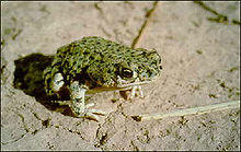 Bufo debilis insidior1.jpg