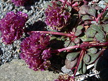 Cistanthe umbellata 22868.JPG