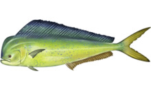 Coryphaena hippurus.png