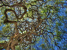 Emirgan 04589.jpg