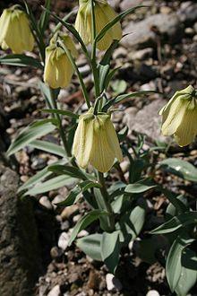 Fritillaria-pallidiflora-habit.JPG