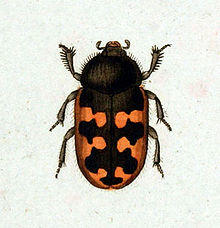 Heterocerus marginatus.jpg