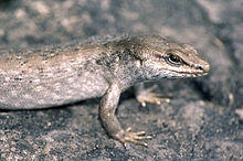 Leiolopisma telfairi 2.jpg