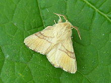 Malacosoma neustria adult.jpg