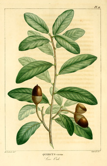 NAS-012f Quercus virginiana.png