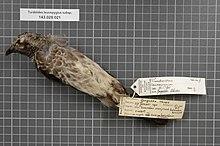 Naturalis Biodiversity Center - RMNH.AVES.139995 1 - Turdoides leucopygius subsp. - Timaliidae - bird skin specimen.jpeg