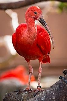 Oceanografic Scarlet Ibis 02.jpg