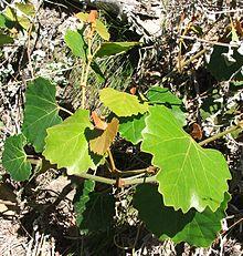 Rhoicissus tomentosa - Cape Grape Creeper - Cape Town - 6.JPG
