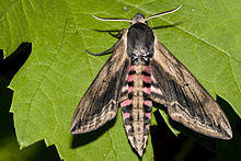 Sphinx.ligustri.7631.jpg