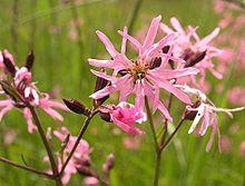 XN Lychnis flos cuculi.jpg
