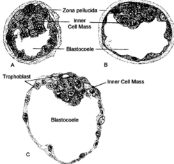 Blastocyst - 2.png