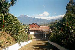 Finca El Platanillo coffee plantation, with the Tajumulco volcano behind