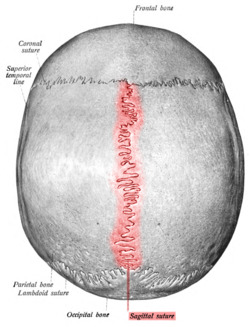 Sobo 1909 46 - sagittal suture.png