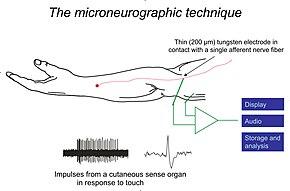 Microneurography, experimental setup, schematic.jpg