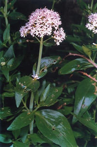 Centranthus trinervis.jpg