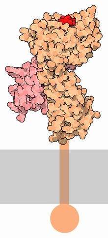 62-MajorHistocompatibilityComplex-1hsa.tif