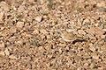 Bar-tailed Lark (4989718826).jpg