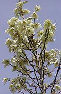 Yucca elata flowers.jpg