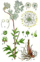 Filipendula ulmaria Sturm12.jpg