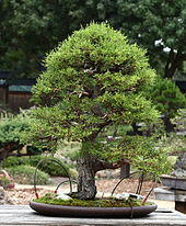 Monterey Cypress, GSBF-CN 140, September 12, 2008.jpg