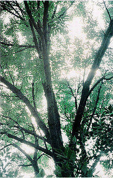 Annarbor tree.jpg