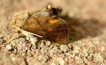 Apoda limacodes01.jpg