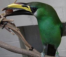 Aulacorhynchus prasinus.jpg