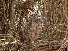 Bubo capensis, Sossusvlei 1.jpg