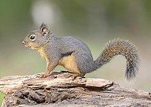 Douglas Squirrel DSC3742vvc.jpg
