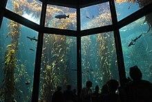 Photo of 50-foot-tall (15 m) yellow plants in water behind glass wall divided into sections.