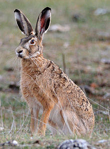Lepus europaeus (Causse Méjean, Lozère)-cropped.jpg